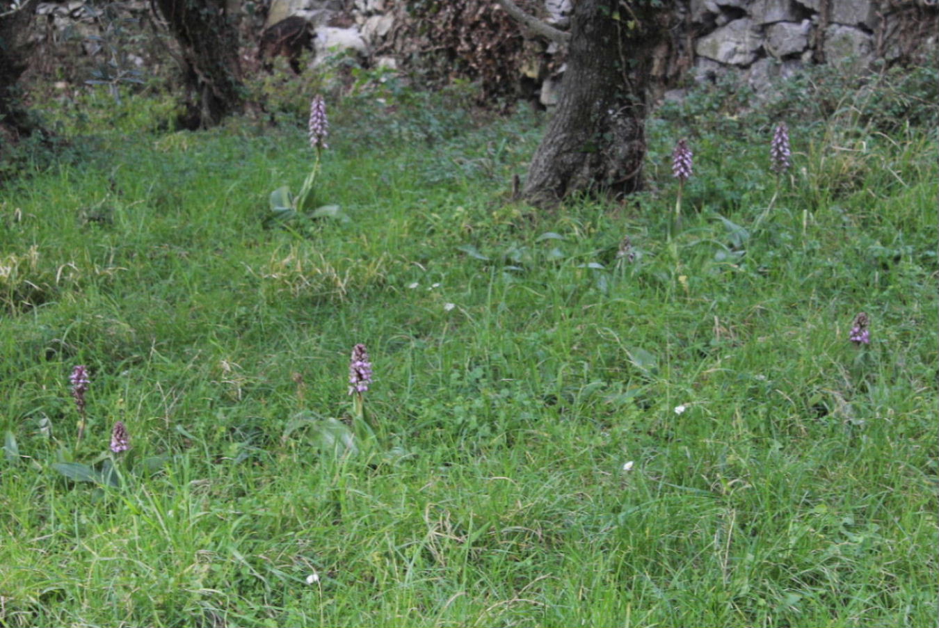 Himantoglossum robertianum in valle Aulella (Lunigiana, MS)